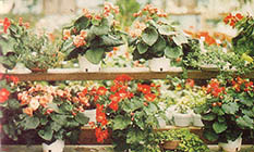 Assorted flowers for sale.